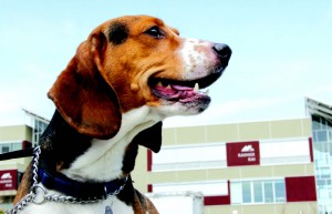 pet adoption